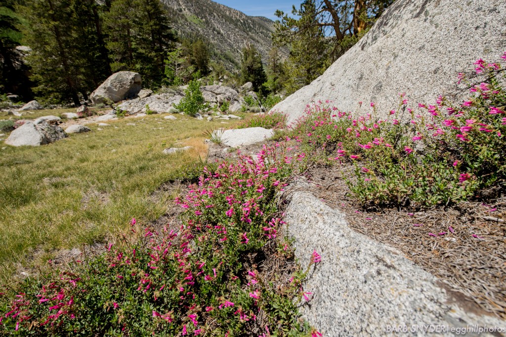 Scrumptious wildflowers were in abundance all the way up the trail.