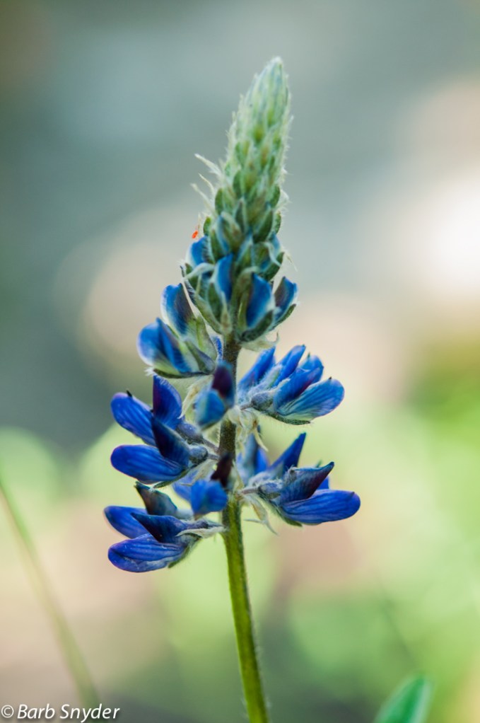Lupine near the trailhead.