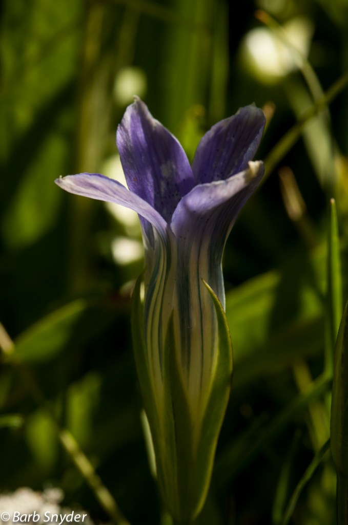Hiker's Gentian.