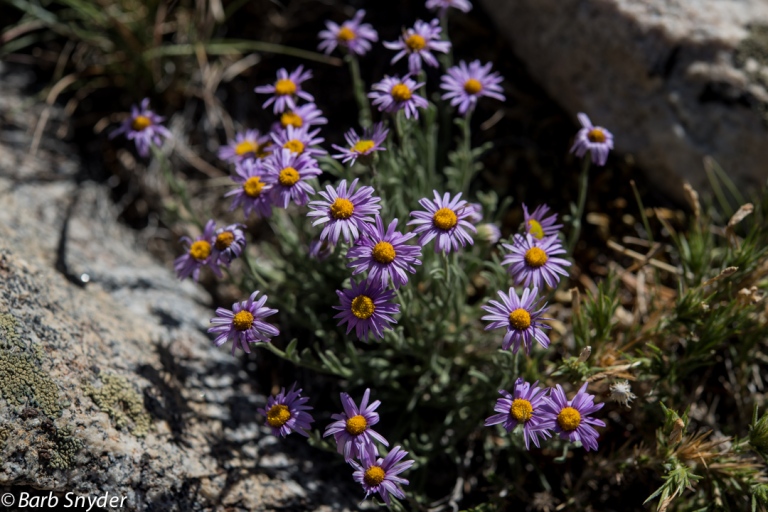 Mountain Asters.