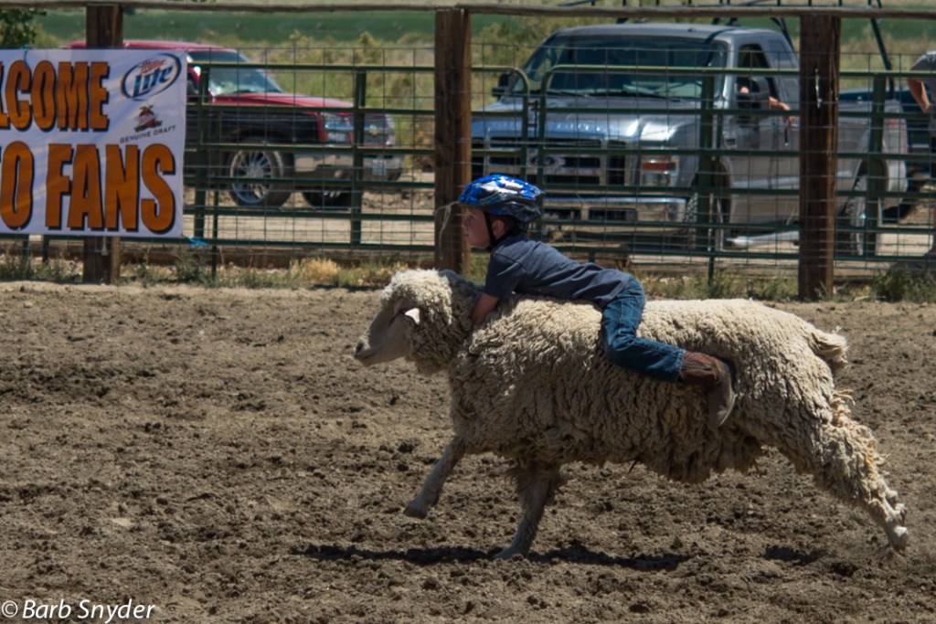 Mutton Busting Champion