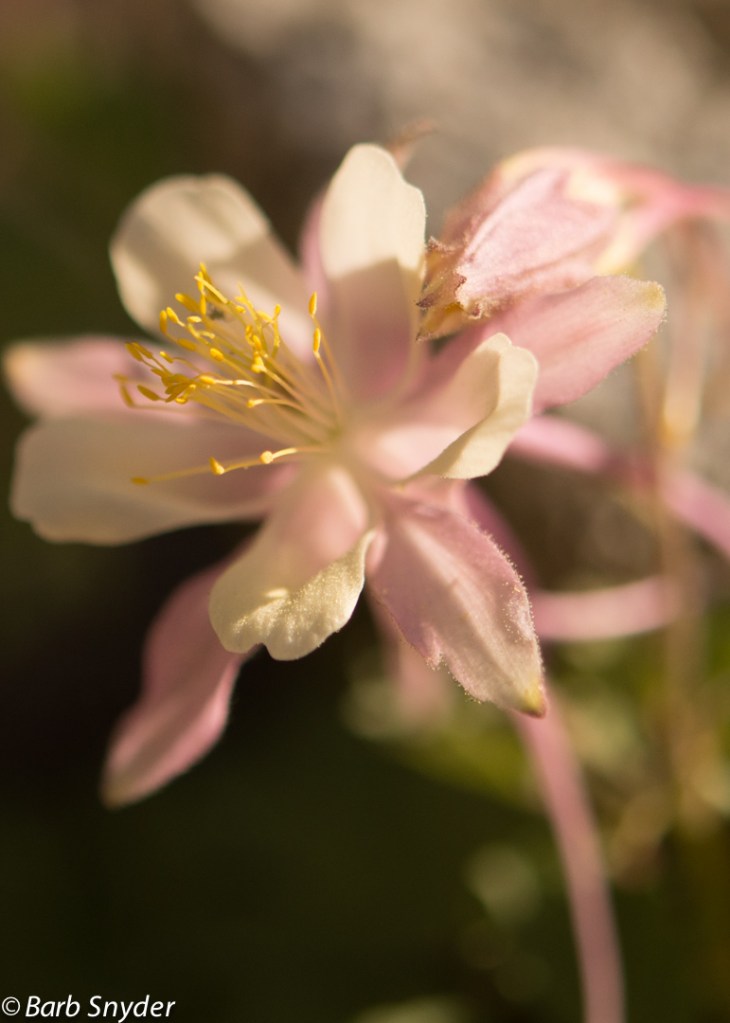 TreasureLake (4 of 25)