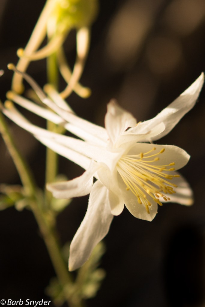 TreasureLake (5 of 25)