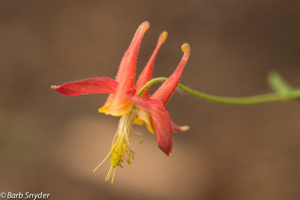 The elusive Columbine.