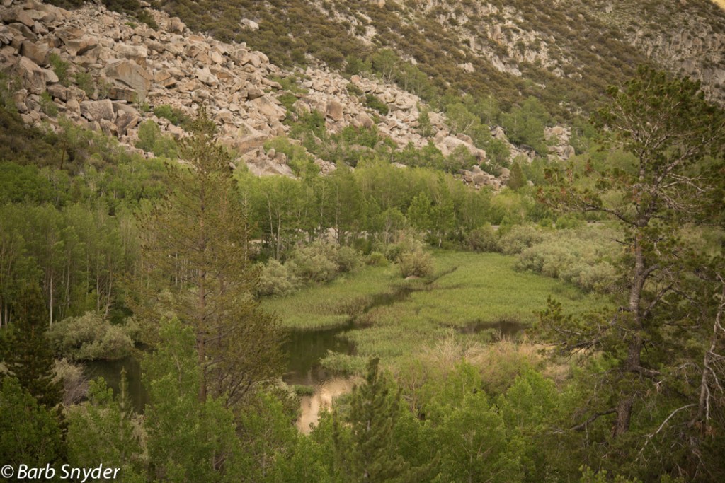 South fork of Bishop Creek taken from the top of the first switchback.