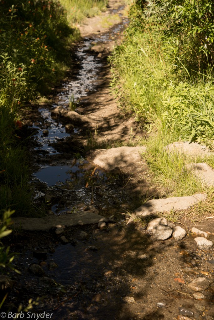 A rattlesnake was seen earlier by another hiker at this spring. He's gone now thankfully.