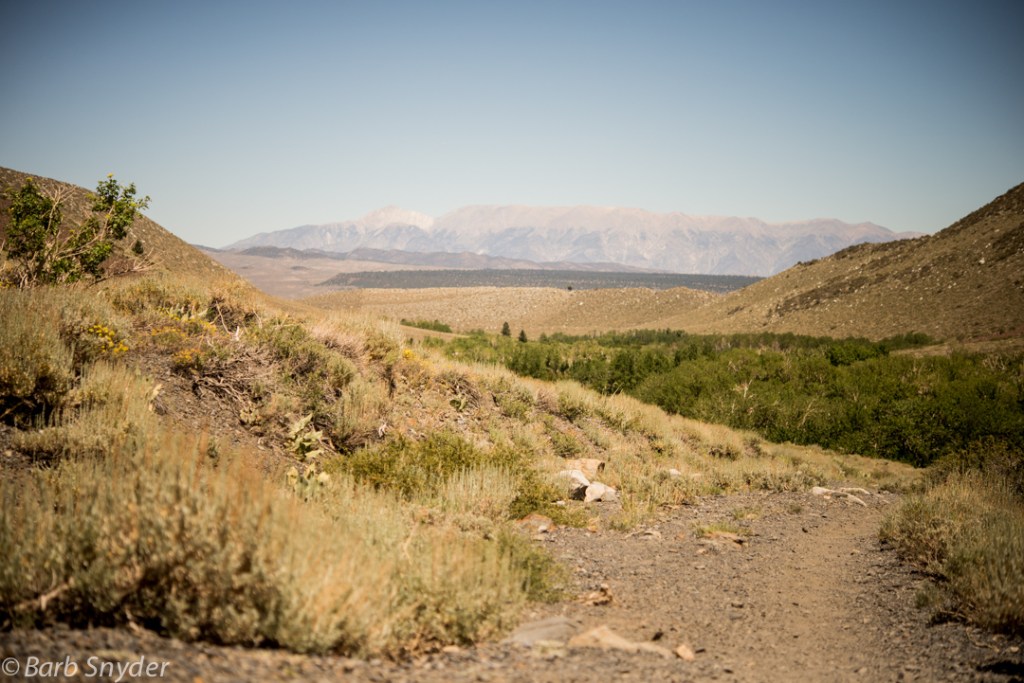 The White Mountains in the distance.