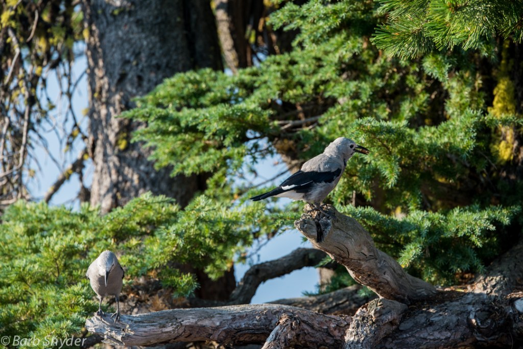 Clark's Nutcrackers chased the chipmunks away to get the nuts.