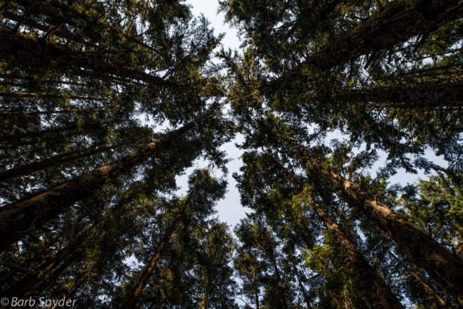 These trees reside near the top of the hill above the lighthouse.