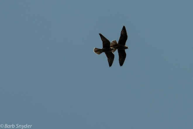 Peregrine Falcons were putting on a show over the cove that was their fiefdom.