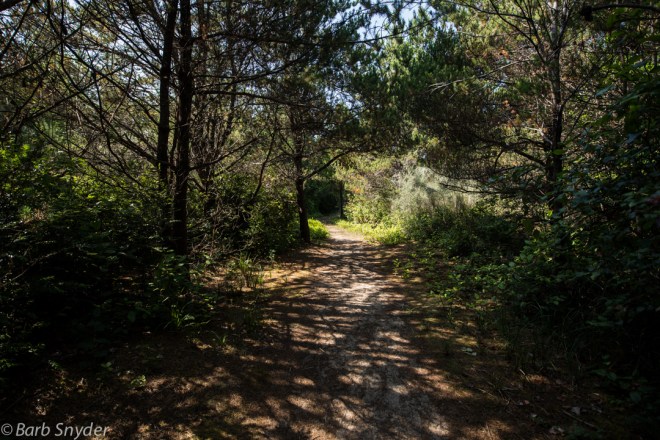 The trail through the forest after the dunes - to the sea, to the sea . . .