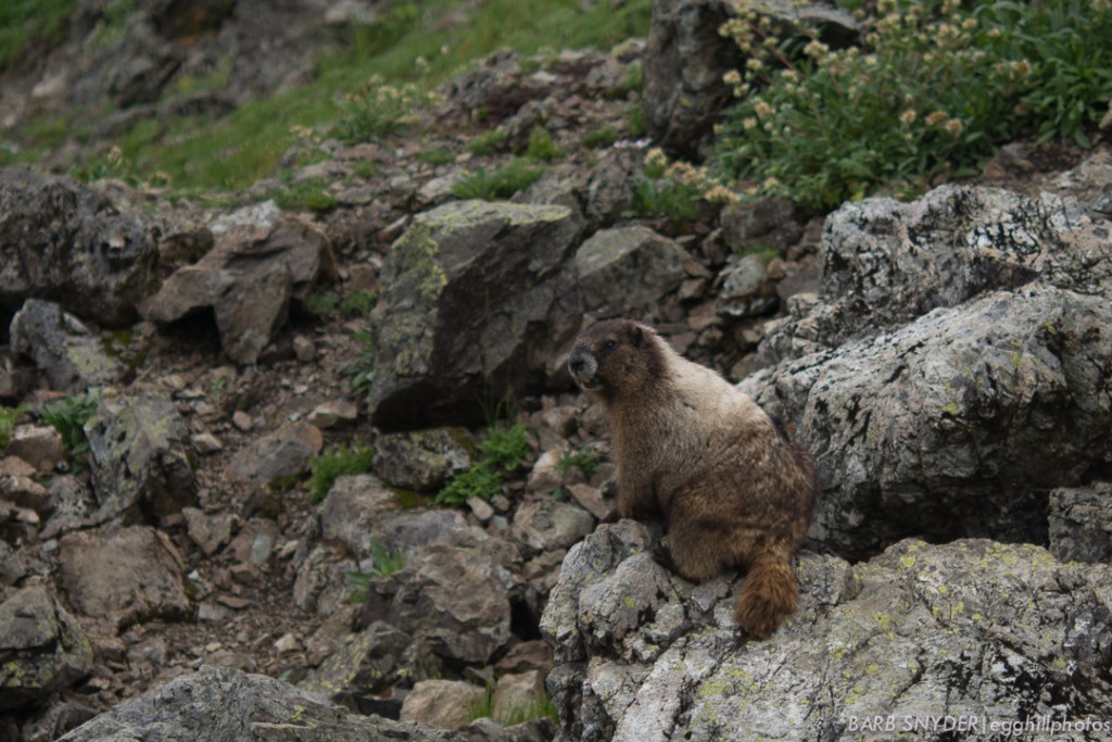 He was whistling his warning sound over and over.