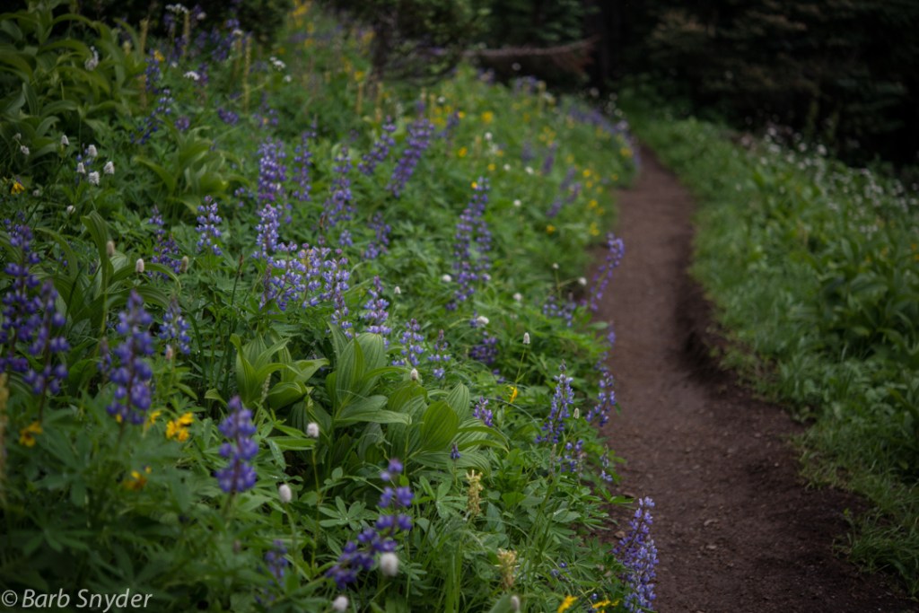 Beautiful Lupines, White Indian Paintbrush.
