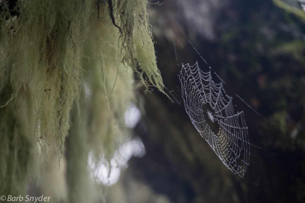 Damp moss and wet jeweled cobwebs.