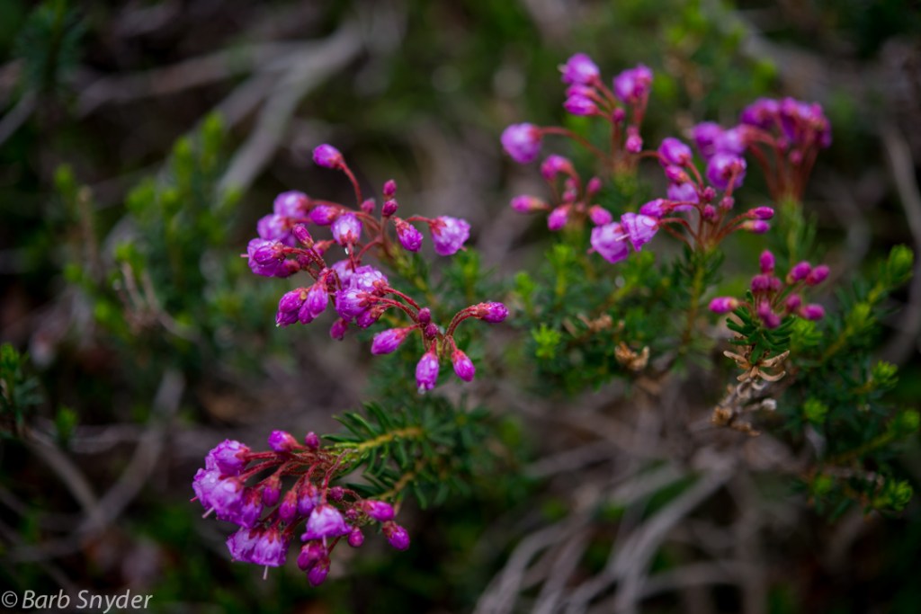 Skyline Heather