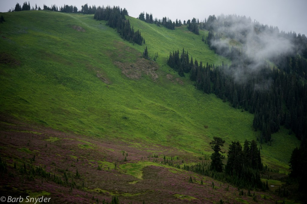 Beautiful emerald meadows and heather and clouds. We are still on our way to the ridge.