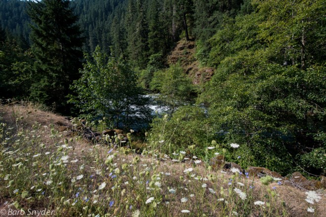 The Umpqua River was hiding behind just a few trees most of the way down the road. 