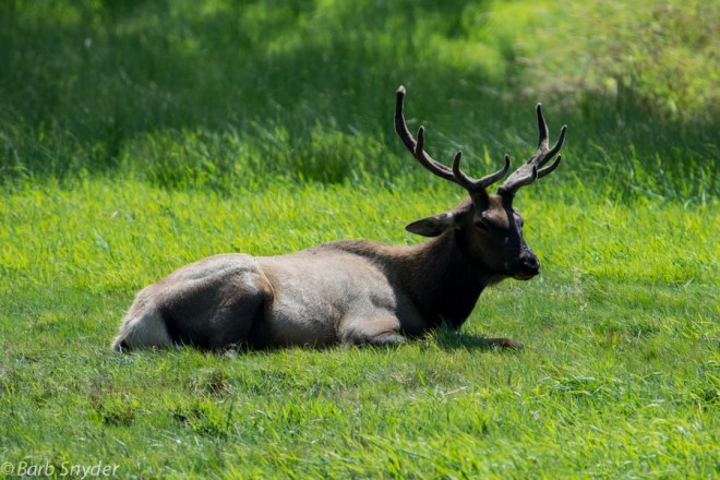 One of many elk who were residing near Elkton, Oregon.