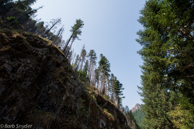 Steep mountains and tall trees line the roads - effectively blocking my satellite signal for my radio. 