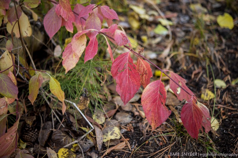 Pink leaves