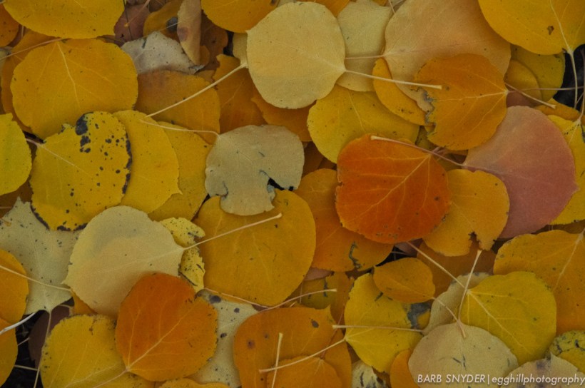 Aspen leaf bed