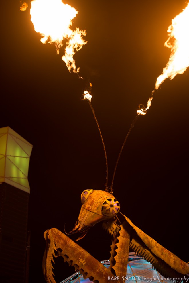 This grasshopper which spit flames out his antenna was perched in front of a collection Container Stores (stores made from shipping containers-see photo below).