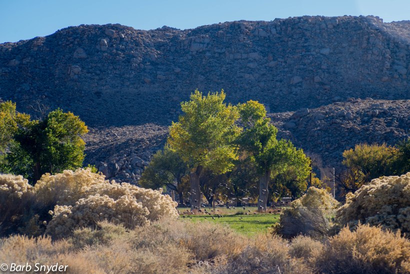 You can just see the dairy through the trees in back.