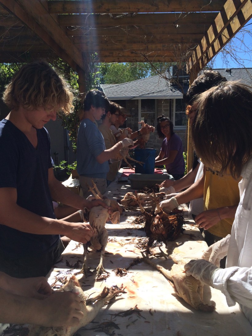 Slaughtering the old chickens for Coq Au Vin.