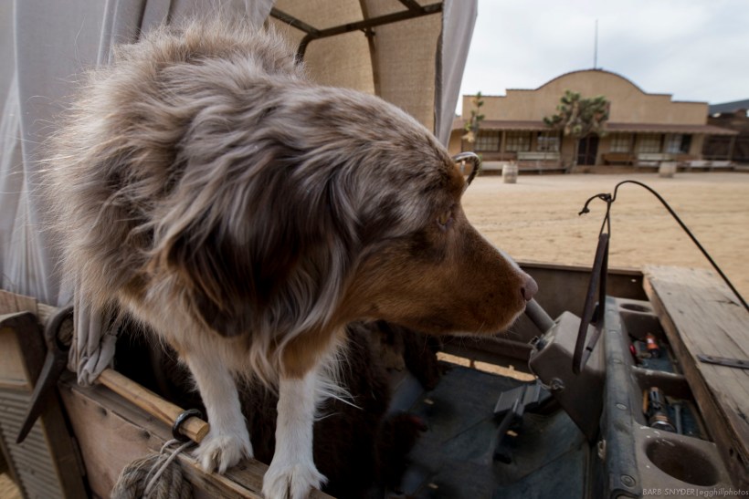 This dog was very friendly until I raised my camera then he became super shy (his doggie friend dove for cover).