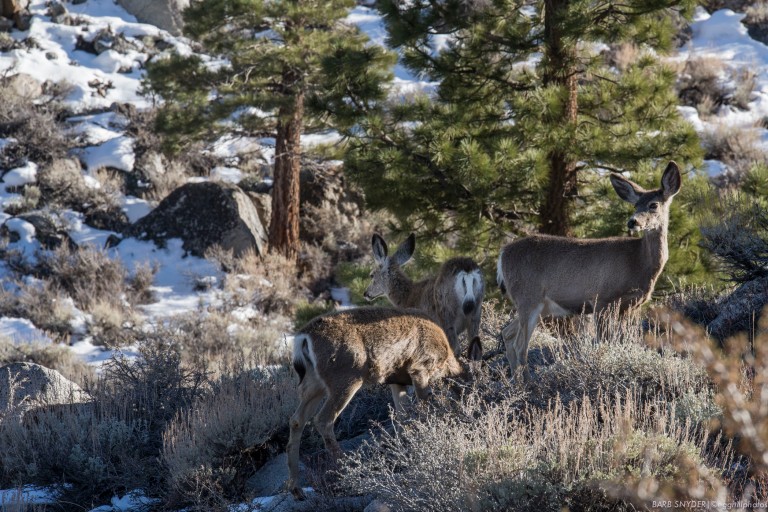 Rocky Mountain Mule Deer inhabit the Eastern Sierras.
