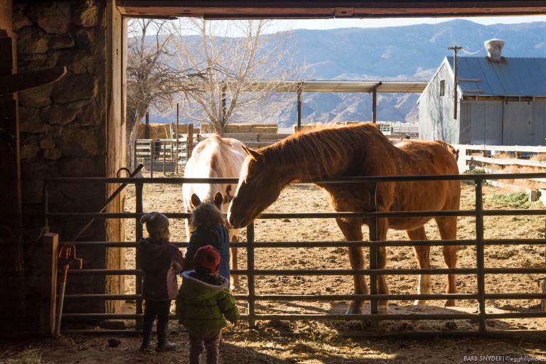 The horses at Deep Springs know when the kids visit, they usually have treats!