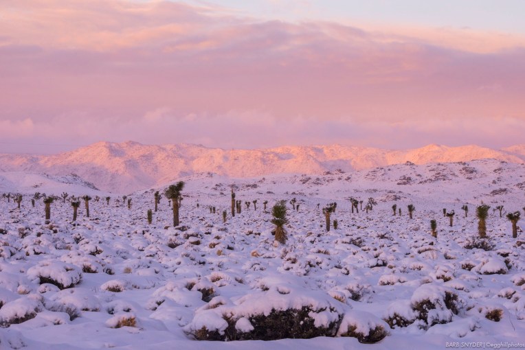 The Joshua Trees looked like hefflelumps!