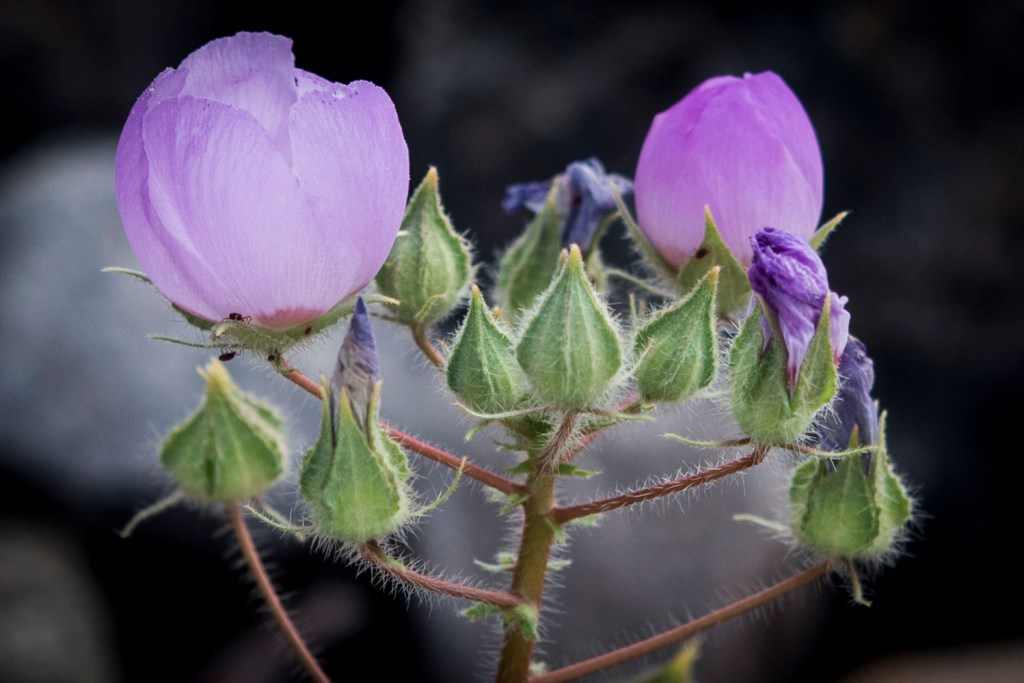 Death Valley – Day&nbsp;2