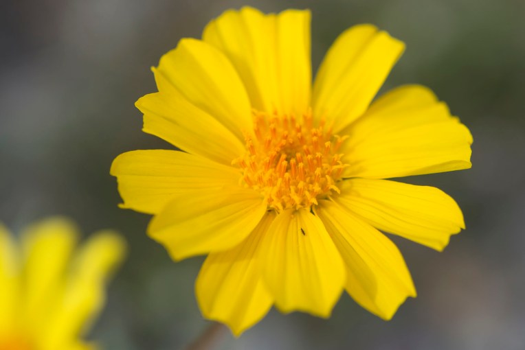 Coreopsis