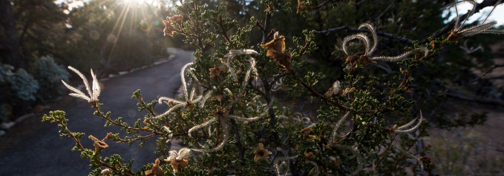 Grand Canyon – North&nbsp;Rim