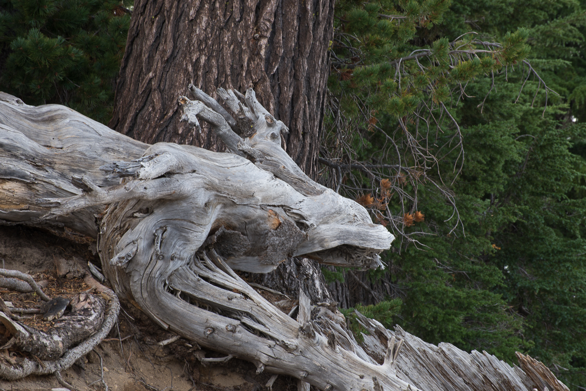 Gargoylewatchinglake (1 of 1)