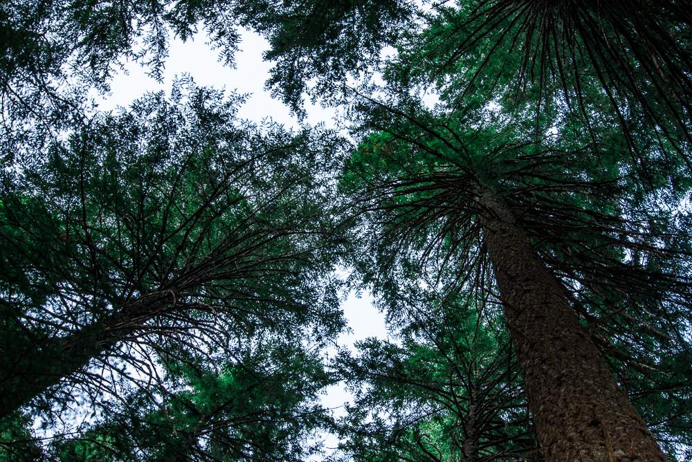 The Pacific Northwest, Part 1