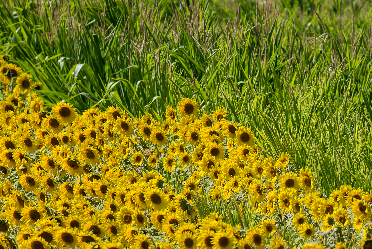 ThePalouse (3 of 14)